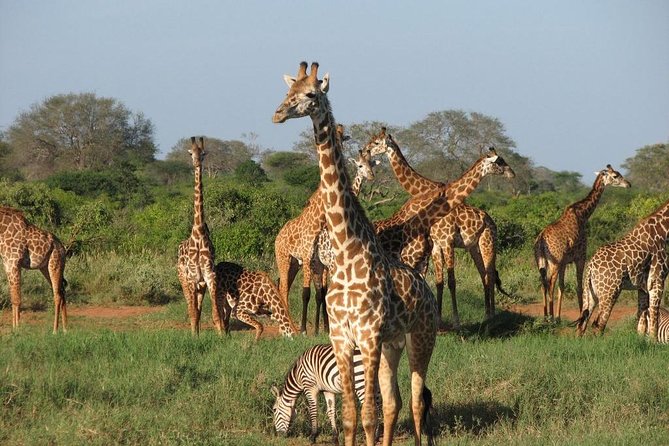 14-Days Kenya and Tanzania Camping Safari From Nairobi - Pricing Structure and Offers