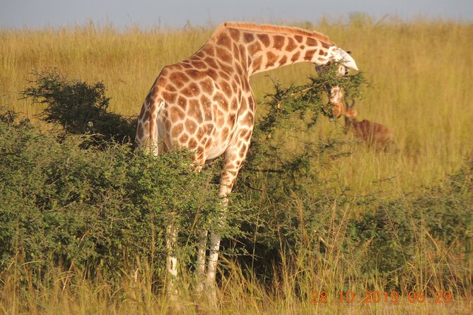 14 Days Uganda Wildlife and Primate Safari With Bigfive - Wildlife and Primate Experiences
