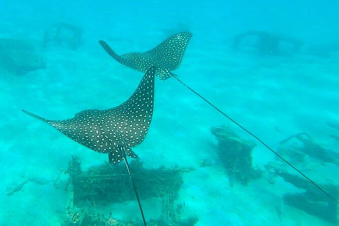 2 ½ - Hour Guided Snorkel Tour of Phil Foster Park, Free Videos! - Underwater Treasures Revealed