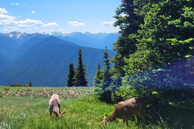 2 Day Mt Rainier All-Inclusive Tour Review - Tips and Recommendations