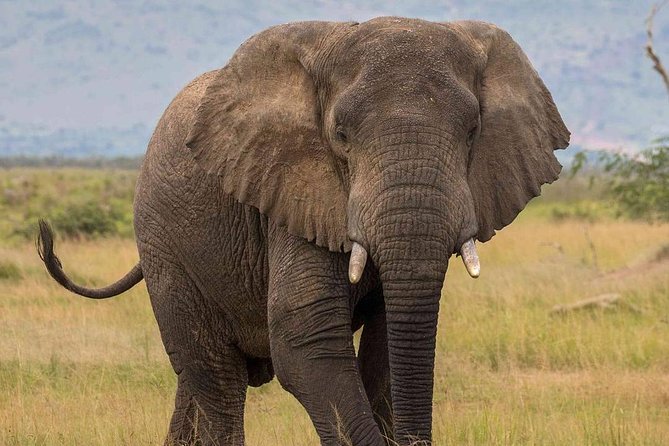 2 Days Akagera National Park Wildlife Safari - Transportation and Pickup Information