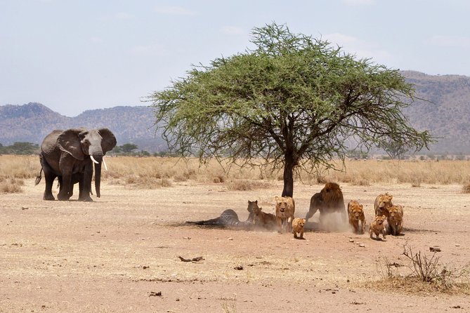 2 Days Lodge Safari - Lake Manyara and Ngorongoro Crater - Customer Reviews and Ratings