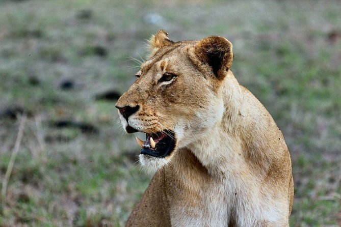 2 Days Tarangire & Ngorongoro Budget Camping Safari Tour Tanzania - Booking and Pricing Details