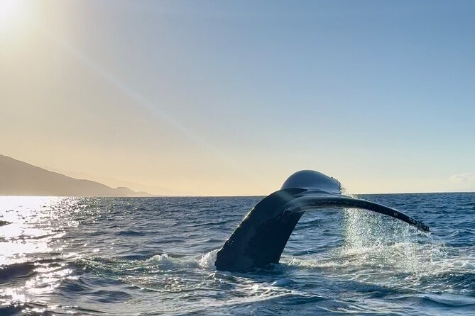 2 Hour Lahaina Sunrise Whale Watch - Frequently Asked Questions