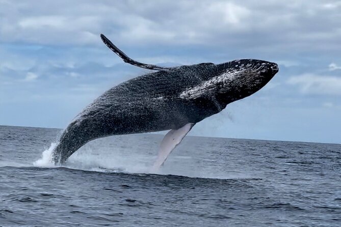 2 Hour Prime Time Maui Whale Watching - Preparing for Your Whale Watching Adventure