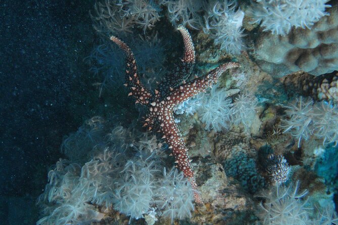 2 Hour Private Night Diving in the Red Sea of Aqaba - Tips for a Successful Dive