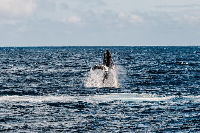 2Hour Whale Watching and Boat Cruise in Haleiwa Oahu Hawaii - What to Bring on Your Tour