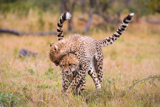 3 Day Lake Manyara, Ngorongoro Crater, Tarangire Safari - Booking and Pricing Details