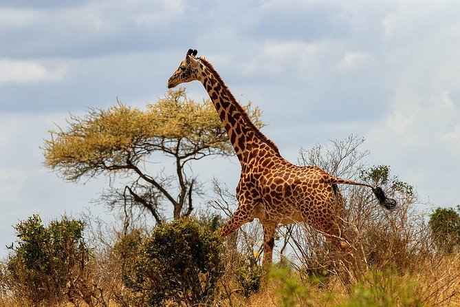 3 Days 2 Nights Tsavo East Taita Hills Game Sanctuary on Stilts - Cancellation Policy