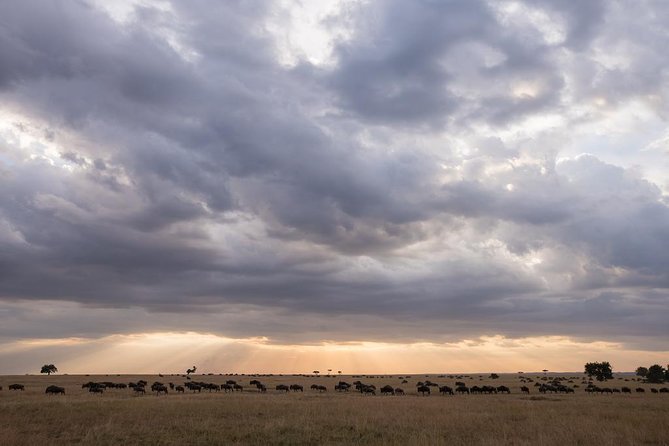 3 Days Maasai Mara Budget Safari - Booking Information