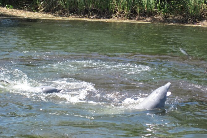 3 Hour Crystal River Wildlife Safari Boat Cruise - Tips for a Great Wildlife Safari Experience