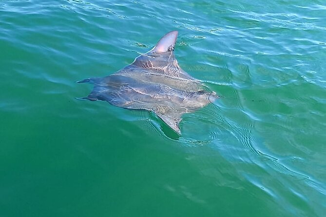 3-Hour Dolphin Watching Experience in Puerto Escondido - Reviews and Traveler Feedback