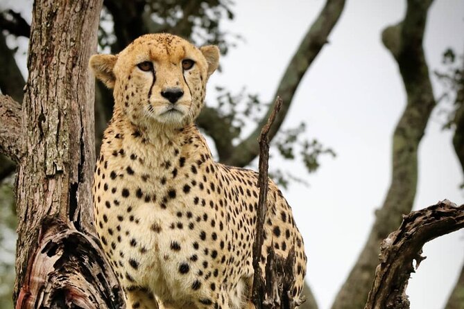 4-Day Northern Tanzania Camping Tour Safari - Essential Packing Tips