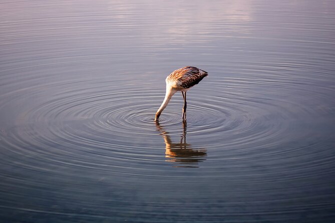 5-Days Discovering Birds of Portugal and Spain With Guide - Tips for Birdwatching in Spain and Portugal