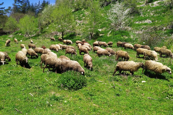 5 Days Historical and Natural Wonders of Bulgarias Most Beautiful Region - Accommodation Details