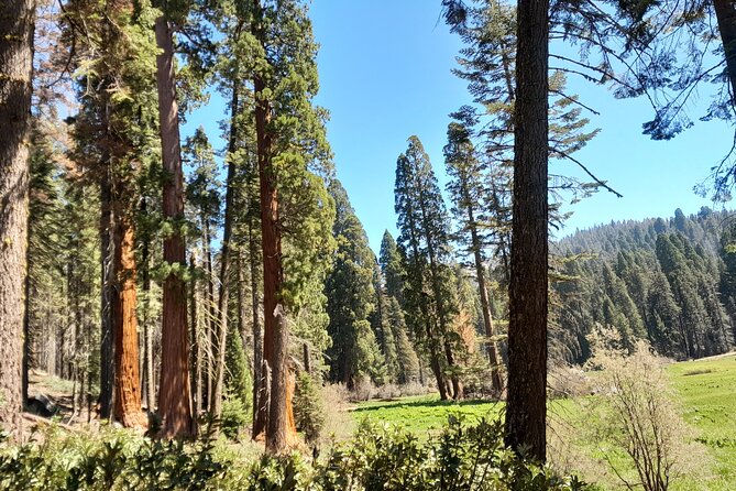 5 Star Rated Winter Private Tour in Sequoia - Frequently Asked Questions