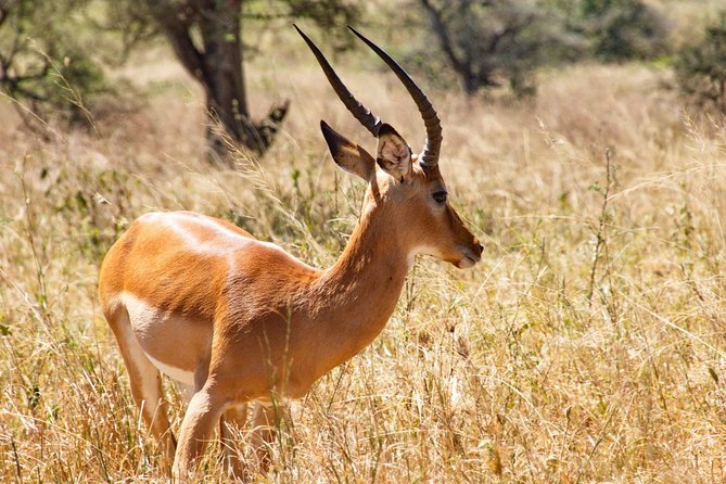 6 Days / 5 Nights Join Group Safari - Accessibility Considerations