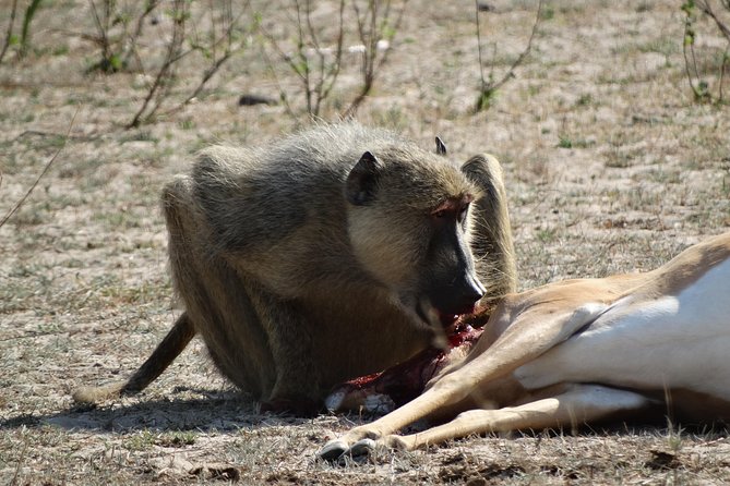 6 Days Safari to Mikumi Np, Udzungwa Mountain NP and Nyerere NP (Selous GR) - Tips for Travelers