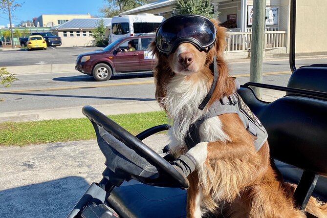 6 Passenger Golf Cart Rental Review - Comparison to Alternatives