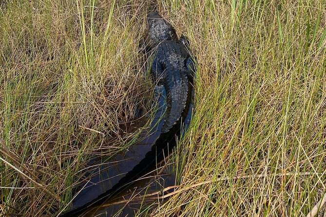 60 Minute Small Group Semi Private Everglades River Of Grass Airboat Charter - Customer Testimonials