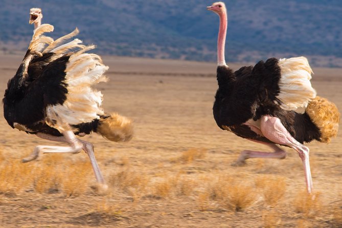 7 Days Lodge Safari. - What to Expect