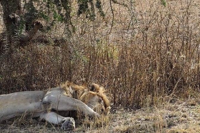 7 Days Tour Northern Tanzania Safari: - Traveler Reviews and Ratings