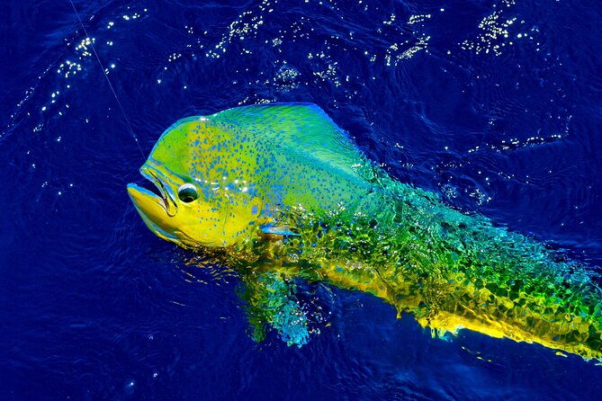 8 Hour Maui Private Fishing Review - Cons