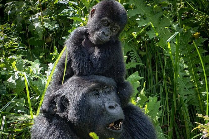 9-Day Private Uganda Wildlife Safari - Customer Reviews