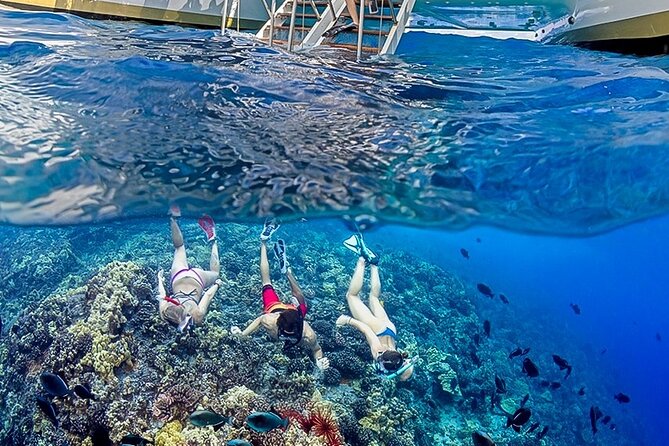 Afternoon Turtle Snorkel Sail From Maui - Customer Reviews and Ratings