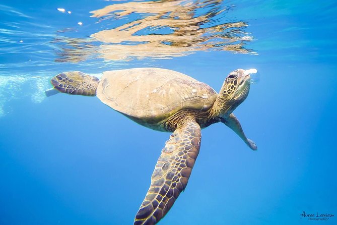 Afternoon West Maui Snorkel From Ka'Anapali Beach - Snorkeling and Coral Reefs