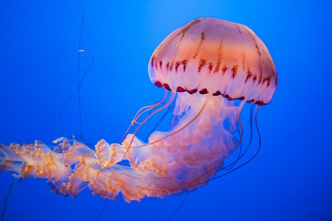 Alcatraz Day Tour and Aquarium Review - Frequently Asked Questions