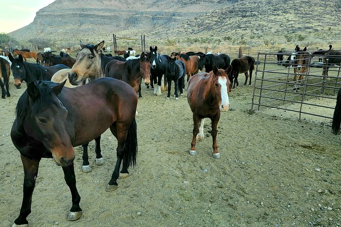 Animal Petting and Sunset Hike in Las Vegas - Booking and Logistics