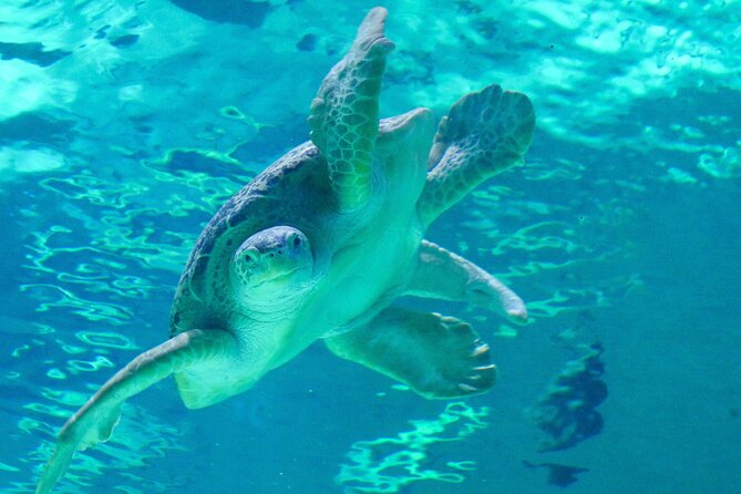Audubon Aquarium & Insectarium Ticket - Transportation Options