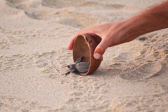 Baby Turtle Release Tour + Pick up + Courtesy in Puerto Escondido! - Tips for Participants