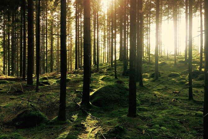 Bainbridge Island Serenity Forest Tour Review - Praise for the Knowledgeable Tour Guide