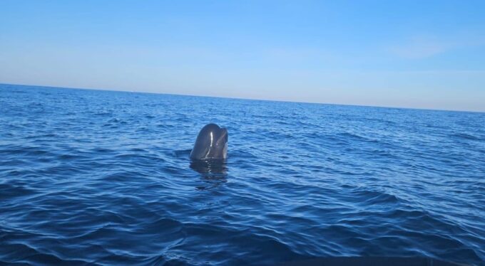 Basque Country: Dolphin Watching Boat Trip - Customer Feedback