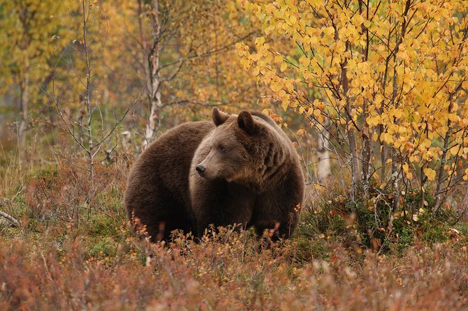 Bear Watching, Night Trip - Ask Away
