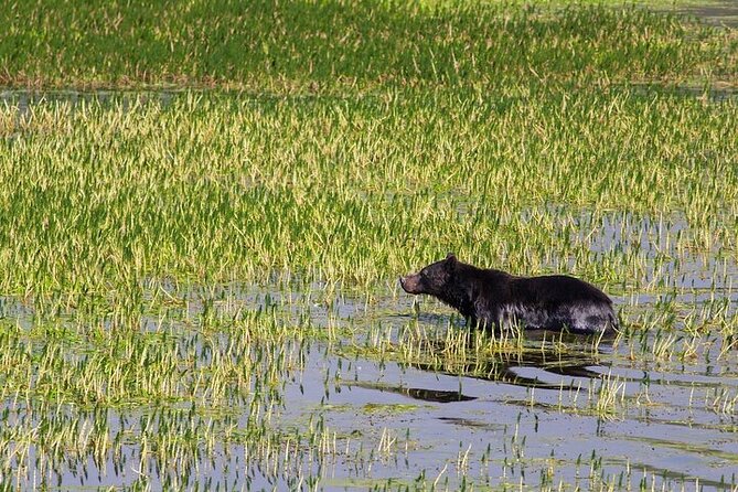 Best of Yellowstone Natl Park Review - Frequently Asked Questions
