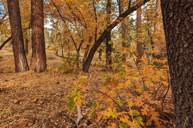 Big Bear Fall Colors Hiking Tour in Southern California - Tips for a Memorable Hike