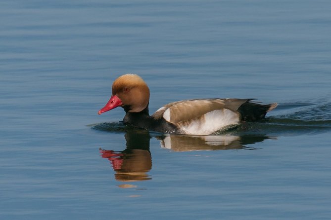 Birding in Tavira and Ria Formosa: Your Nemesis Bird Destination - Self-Guided - Accommodations and Logistics for Your Visit