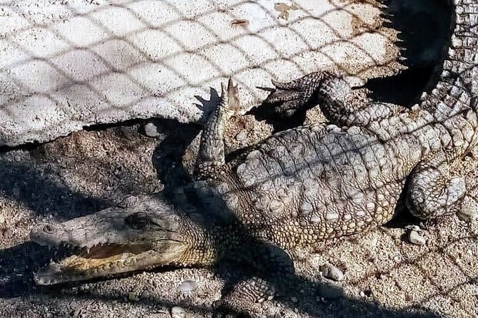 Boat Ride-Gentle Beach Beach Horseback Ride+Lunch-Crocs-Turtles - Logistics and Accessibility Details