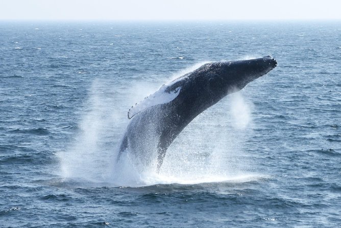 Boston Whale Watching Cruise by High-Speed Catamaran - Customer Feedback and Experiences