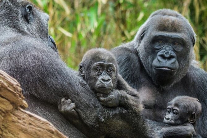Bronx Zoo Admission Ticket - Visiting Tips and Recommendations