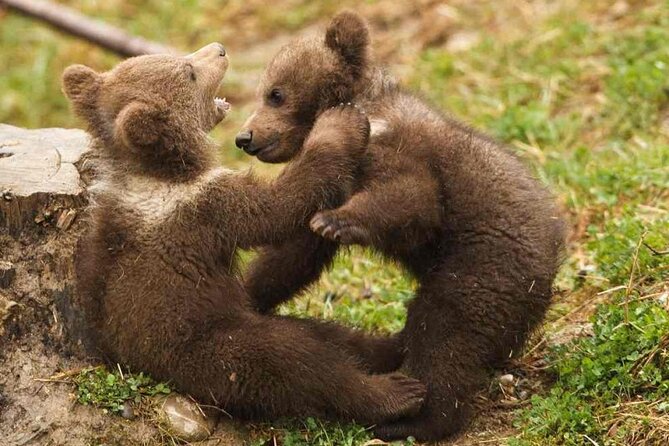 Brown Bear Watching Experience at the Bear Sanctuary - Cancellation Policies