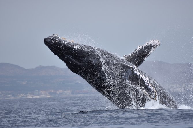 Cabo Wildlife SAFARI - Tour Capacity and Booking Process