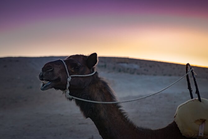Camel Ride and Dinner in the Agafay Desert With Transportation - Tips for Travelers