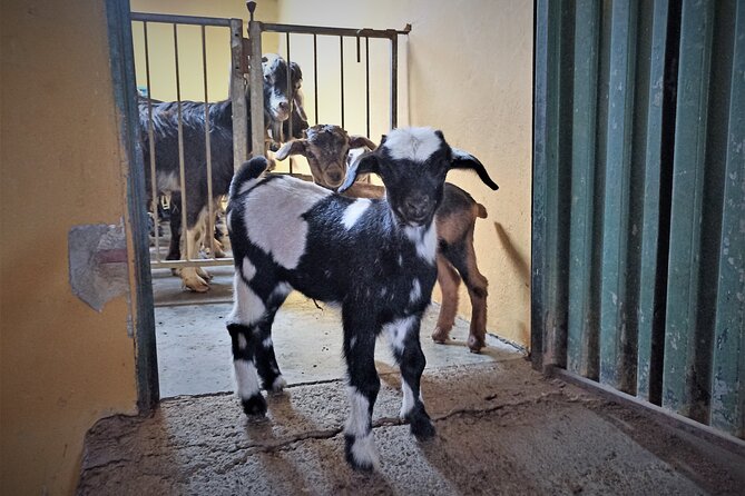 Canarian Animal Farm Car Tour. Goat Cheese and Local Wine. - Scenic Beauty of Tenerife