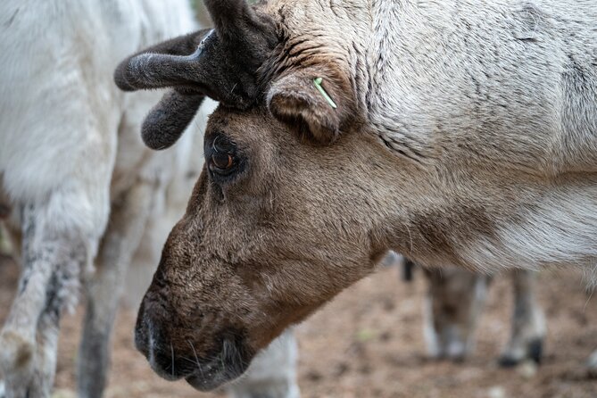 Canoe Trip to the Reindeer Farm - Experience Reviews and Ratings