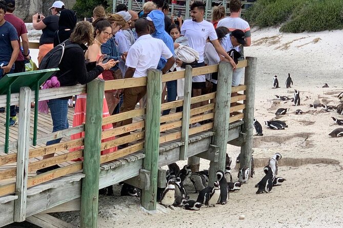 Cape of Good Hope and Penguins Viewing Private Tour - Customer Reviews