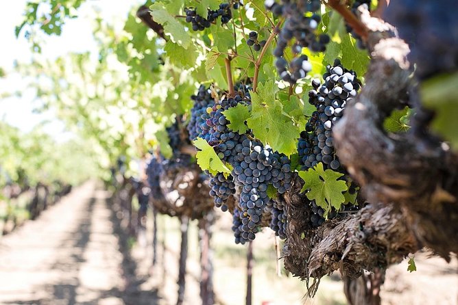 Cape Winelands Shared Day Tour From Cape Town to Stellenbosch and Franschhoek - Cancellation Policy